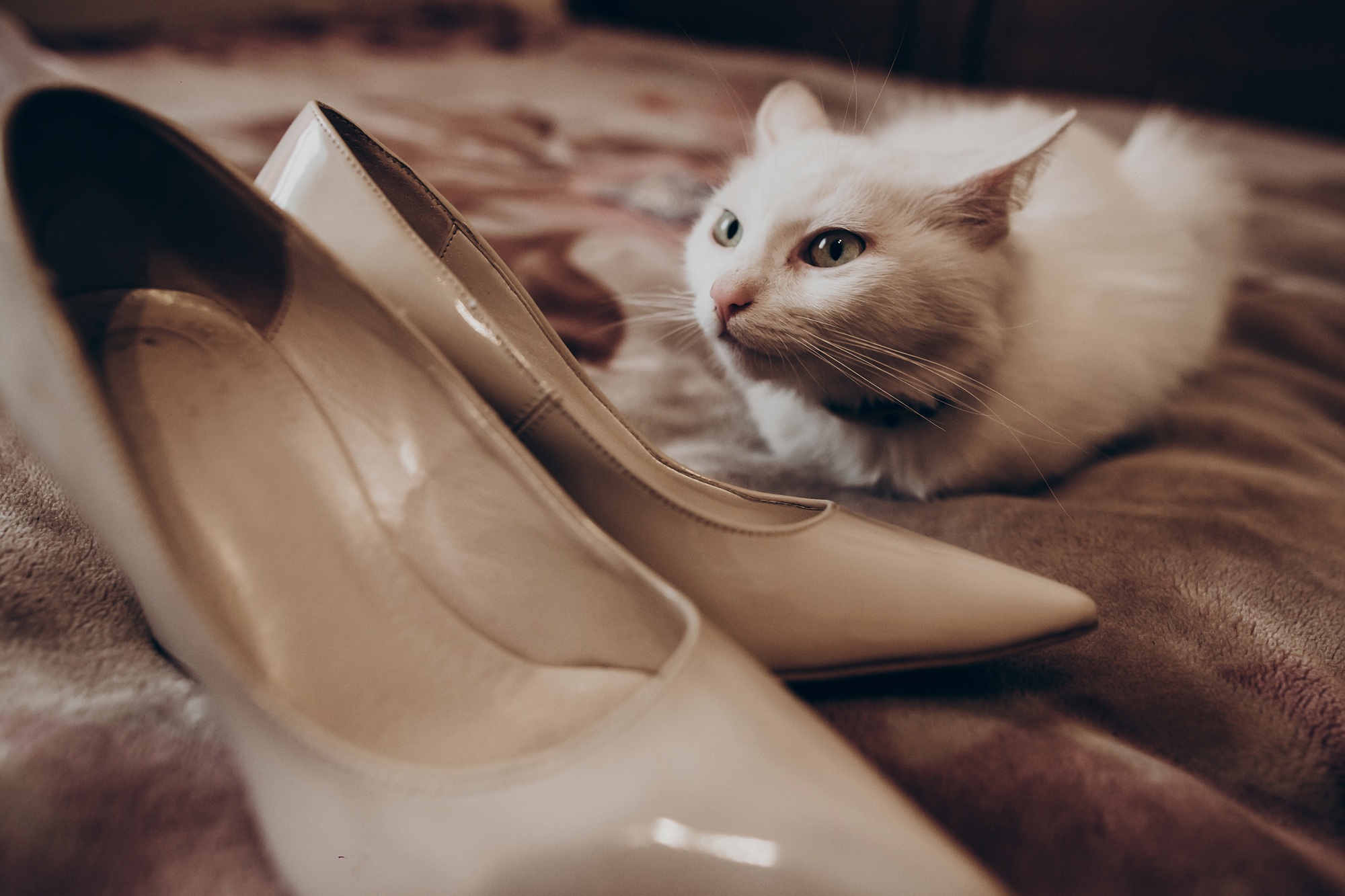 Mignon chat blanc avec une émotion amusante et des chaussures élégantes beiges