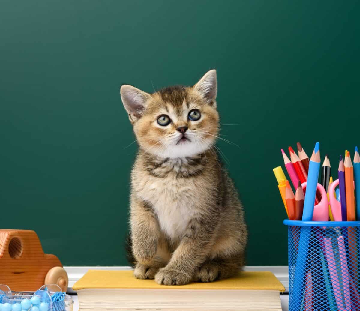 Cute kitten scottish golden chinchilla straight sitting on a yellow book