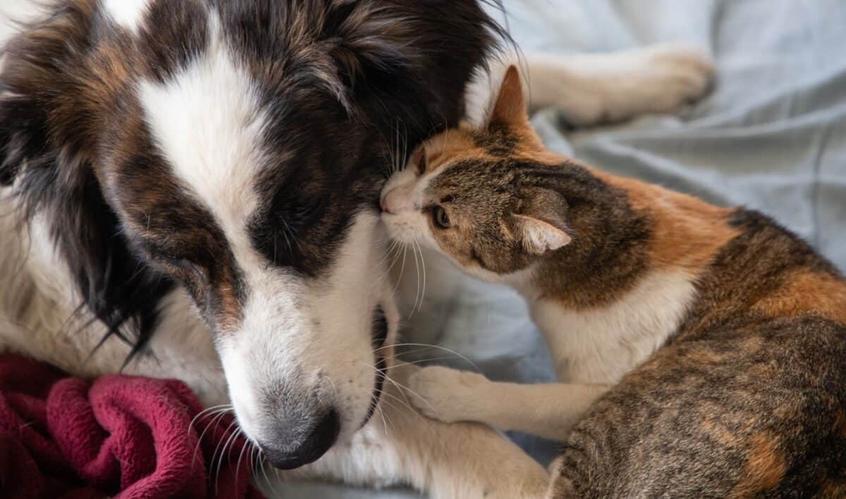 Chien et chat ensemble