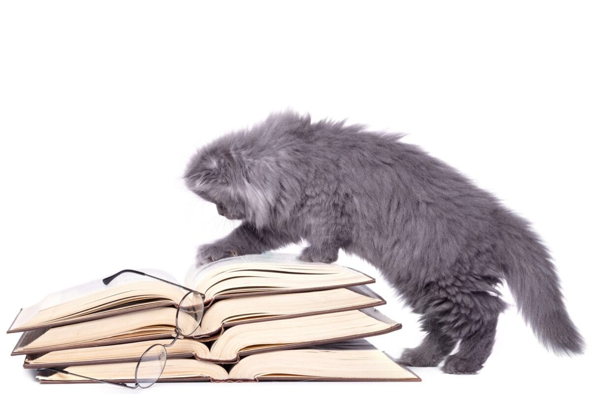 Cute little kitten and books