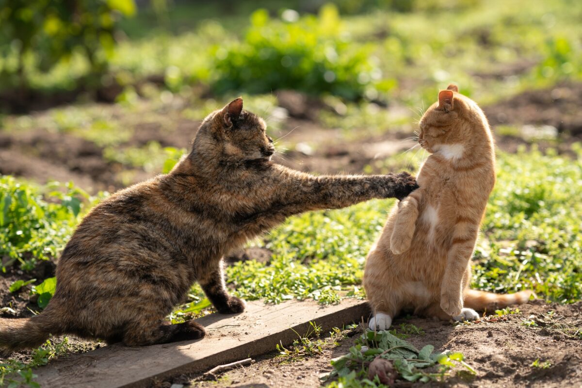 Ne me touchez pas. Un chat couleur tortue se bat avec un chat roux. Deux chats
