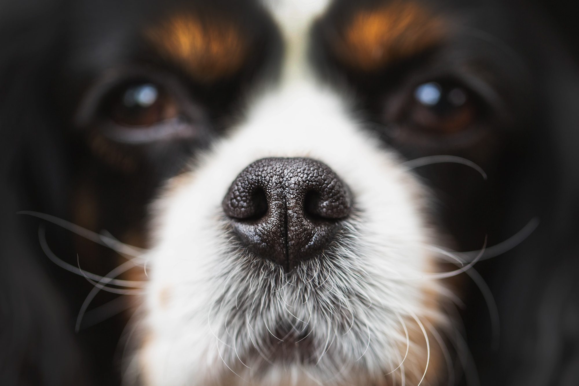 Odorat surpuissant de chien