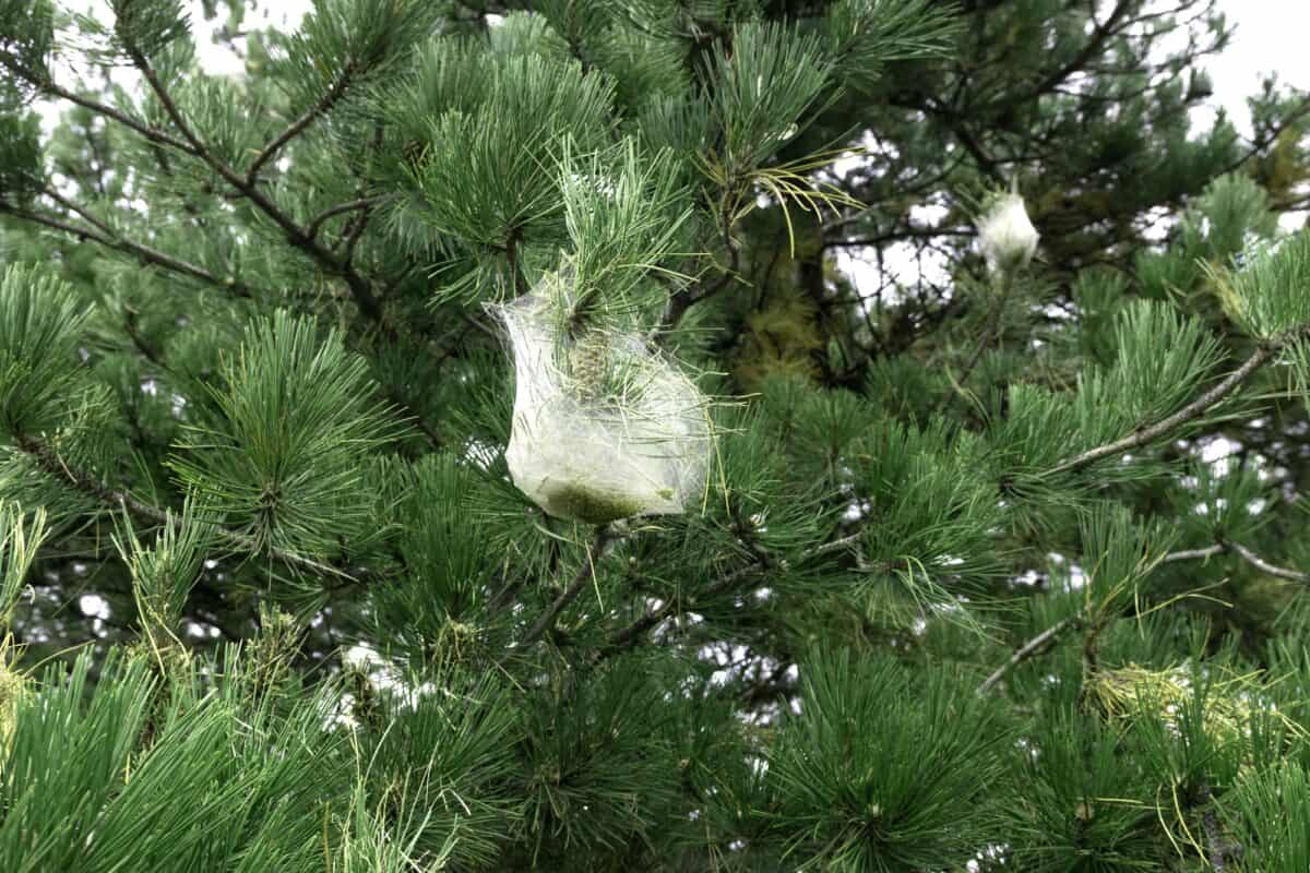 White silk nest built by the caterpillar of the pine processionary