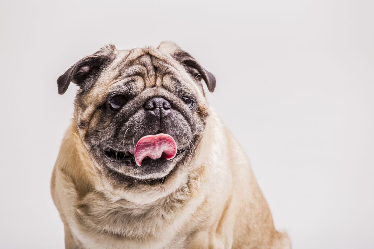 Obésité chez le chien