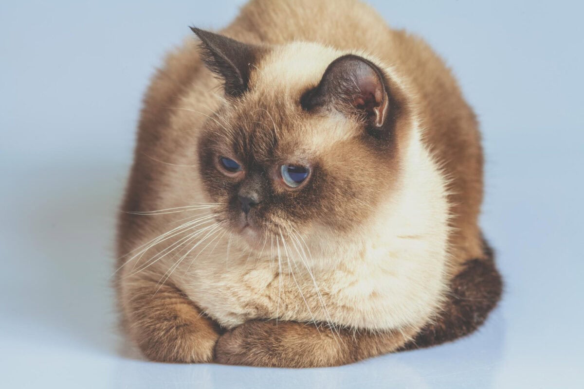 Obésité chez le chat