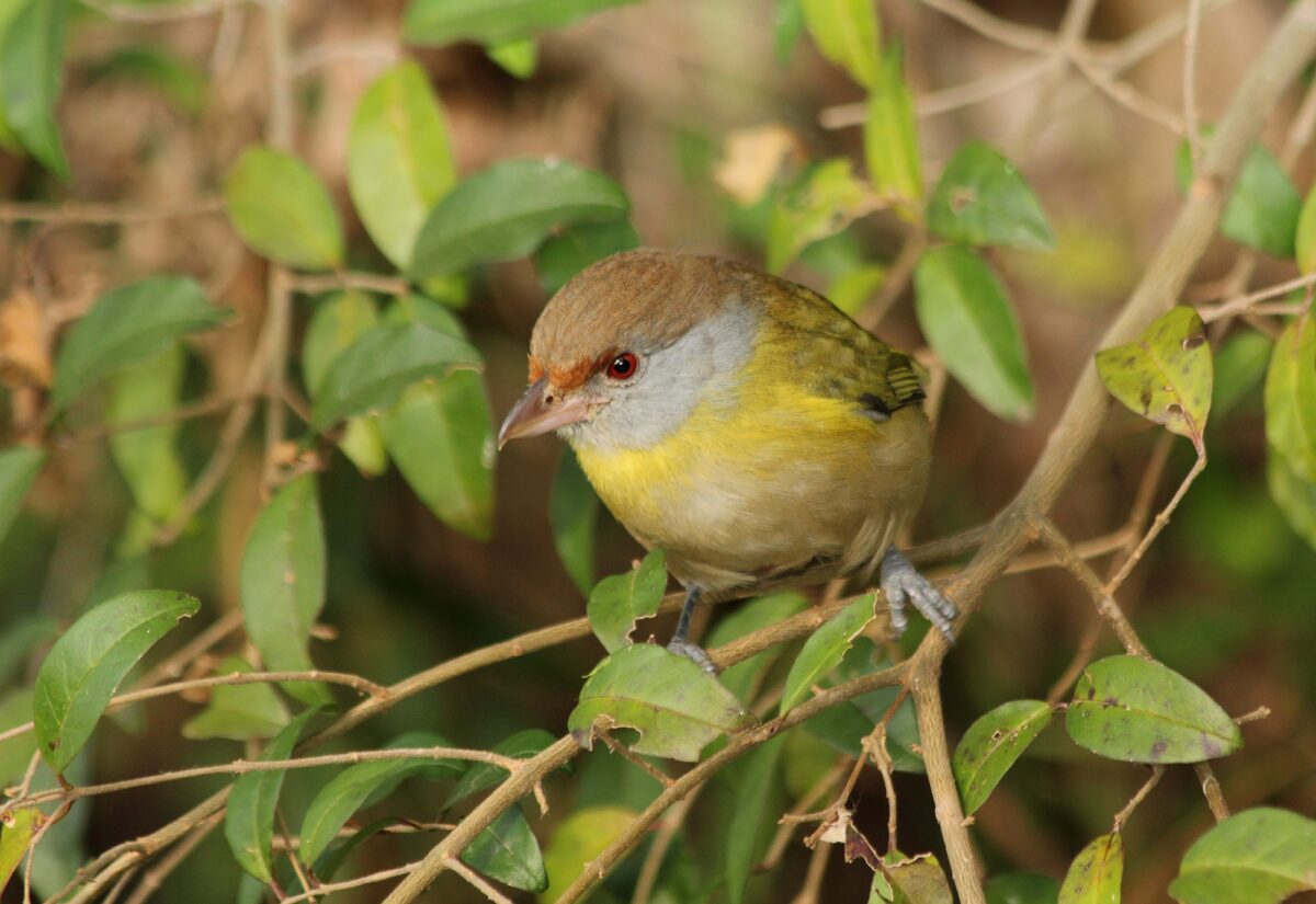 Oiseau coloré dans le jardin