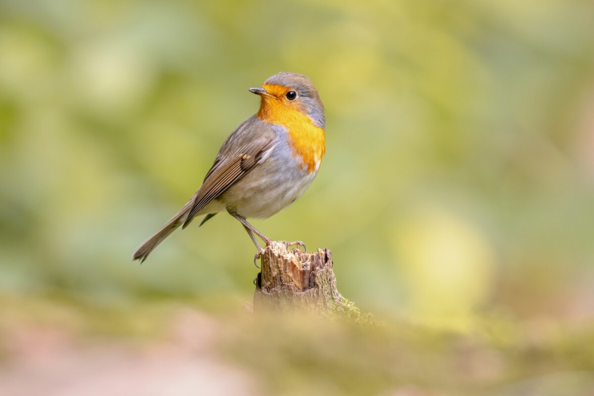 Rouge-gorge