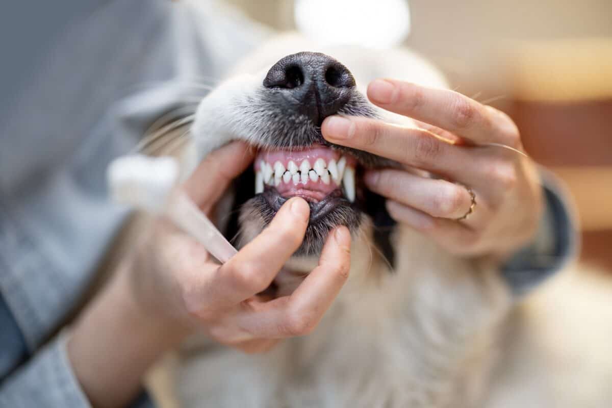 Ouverture de la souris du chien pour le nettoyage des dents
