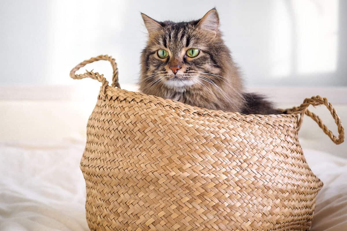 Panier osier pour chat
