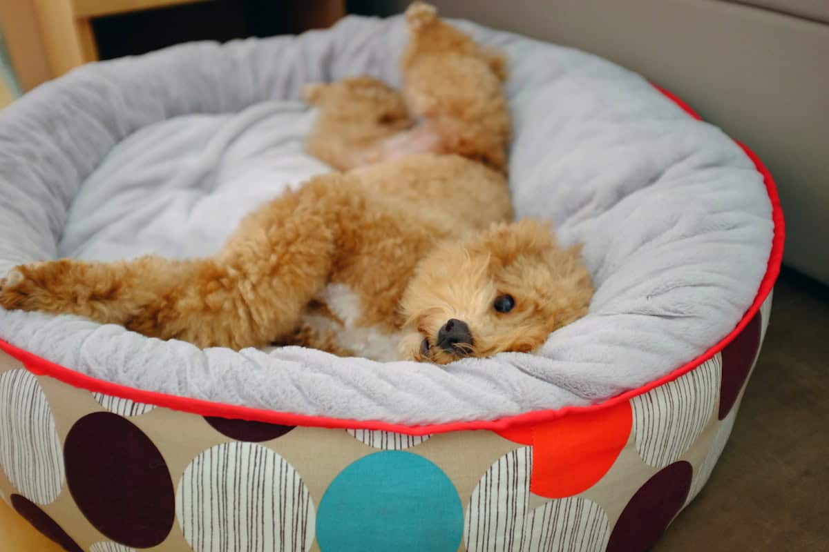 panier pour chien orthopédique