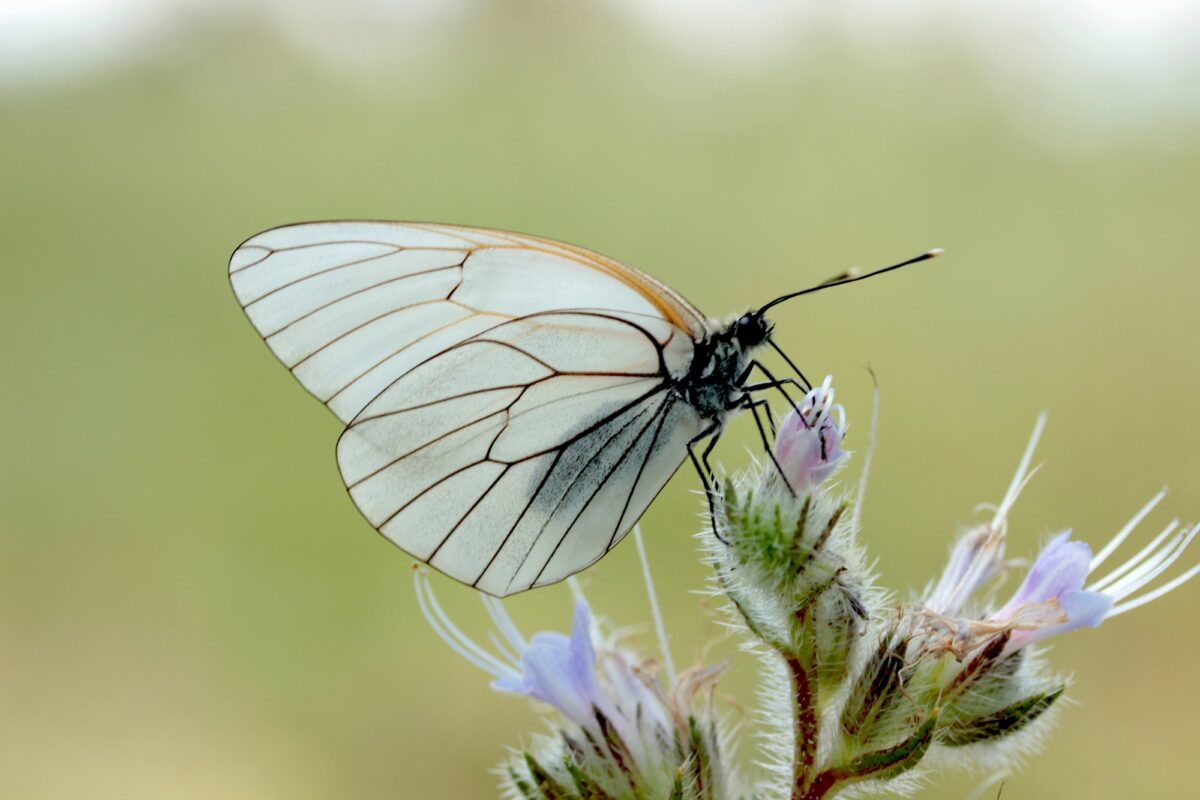 Papillon butinant une fleur