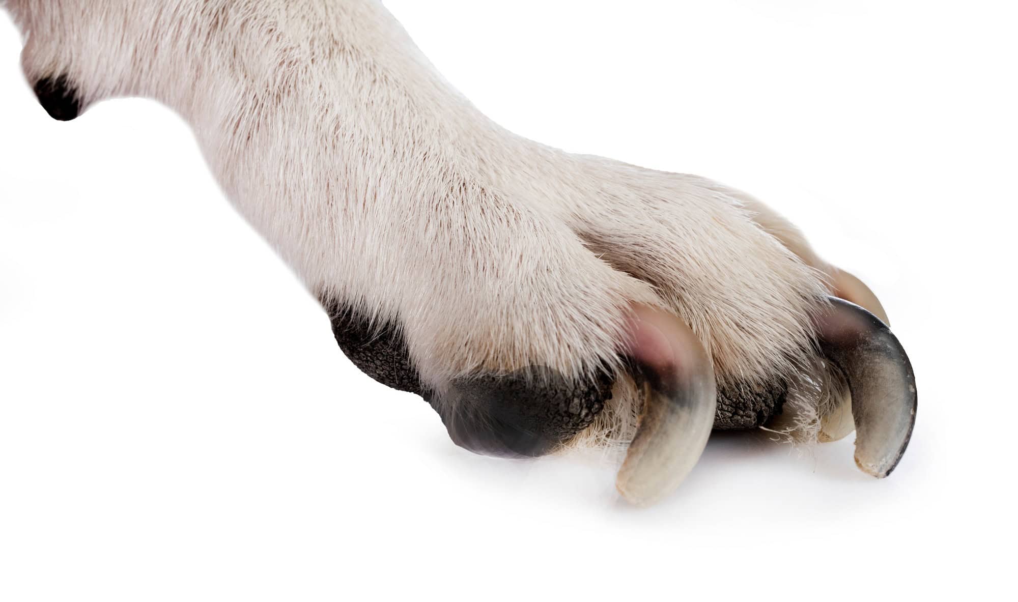 patte et ongles de chien