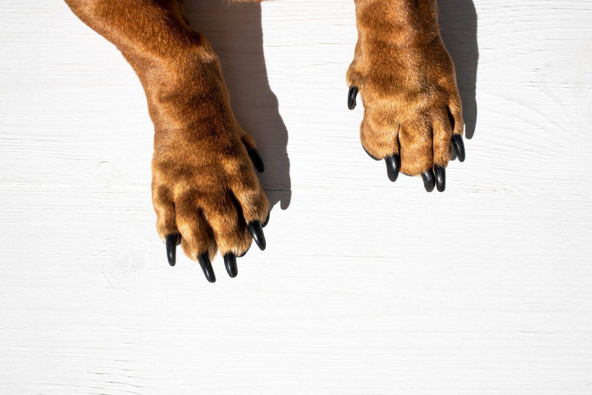 Dog paws on a white wooden background.
