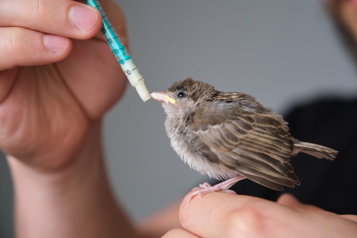 Personne essayant de nourrir à la main un moineau domestique