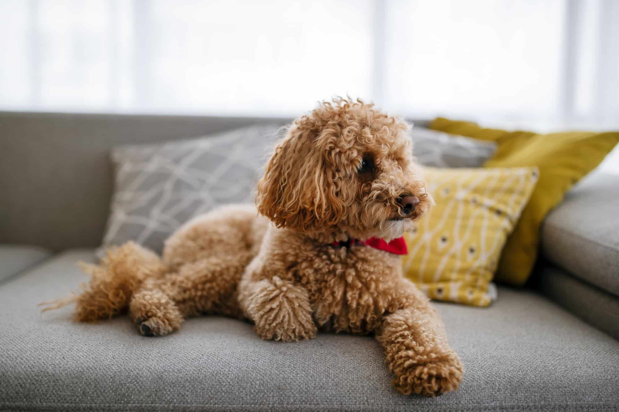 Caniche brun