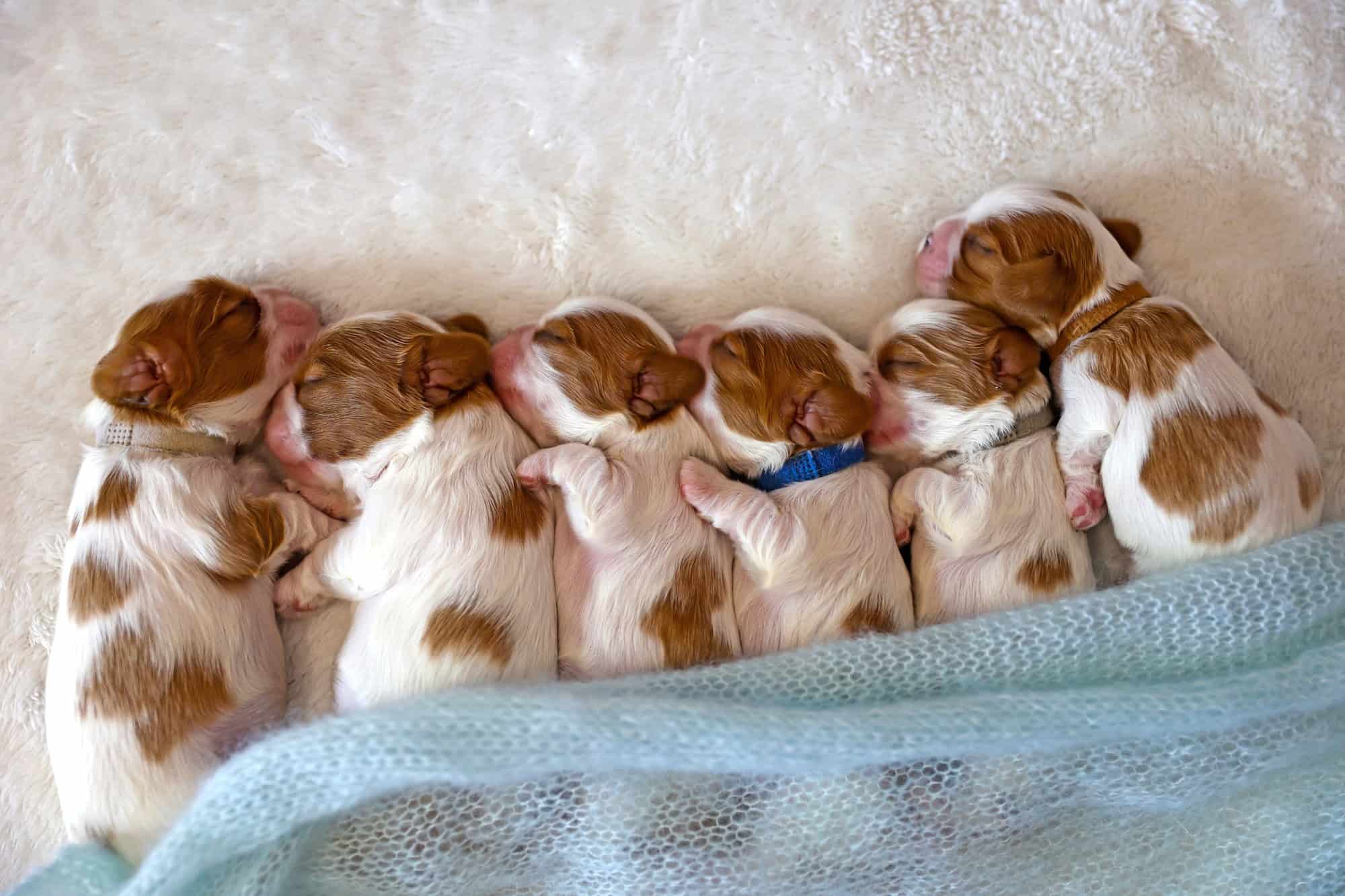 Petits chiots nouveau-nés
