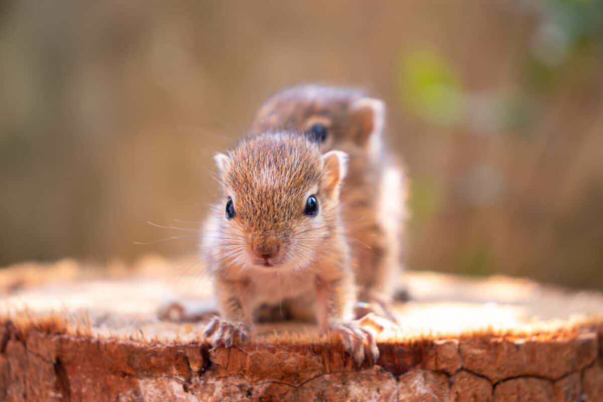 Small Squirrels lost in the wild, cute and adorable squirrel babies are confused and looking