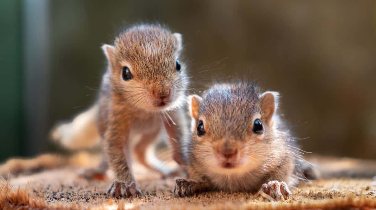 Small Squirrels lost in the wild, cute and adorable orphan squirrel babies