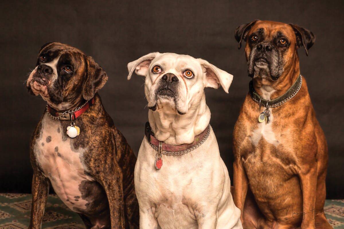 Photo by Nancy Guth. Chiens avec collier