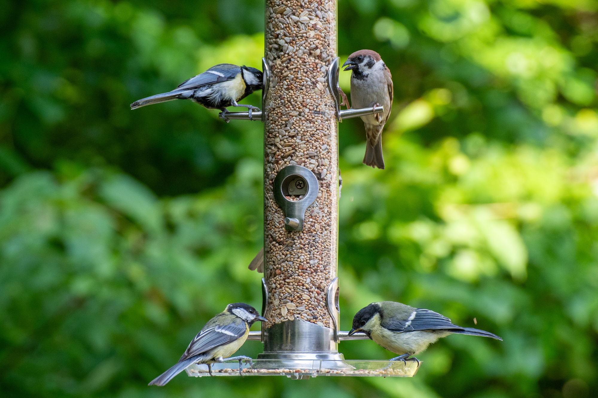 Photo d'oiseaux mangeant des graines dans une mangeoire