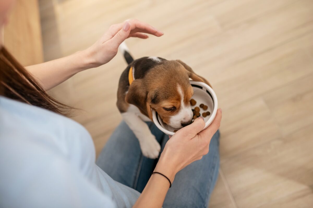 Photo en gros plan d'un chiot mangeant dans une assiette.