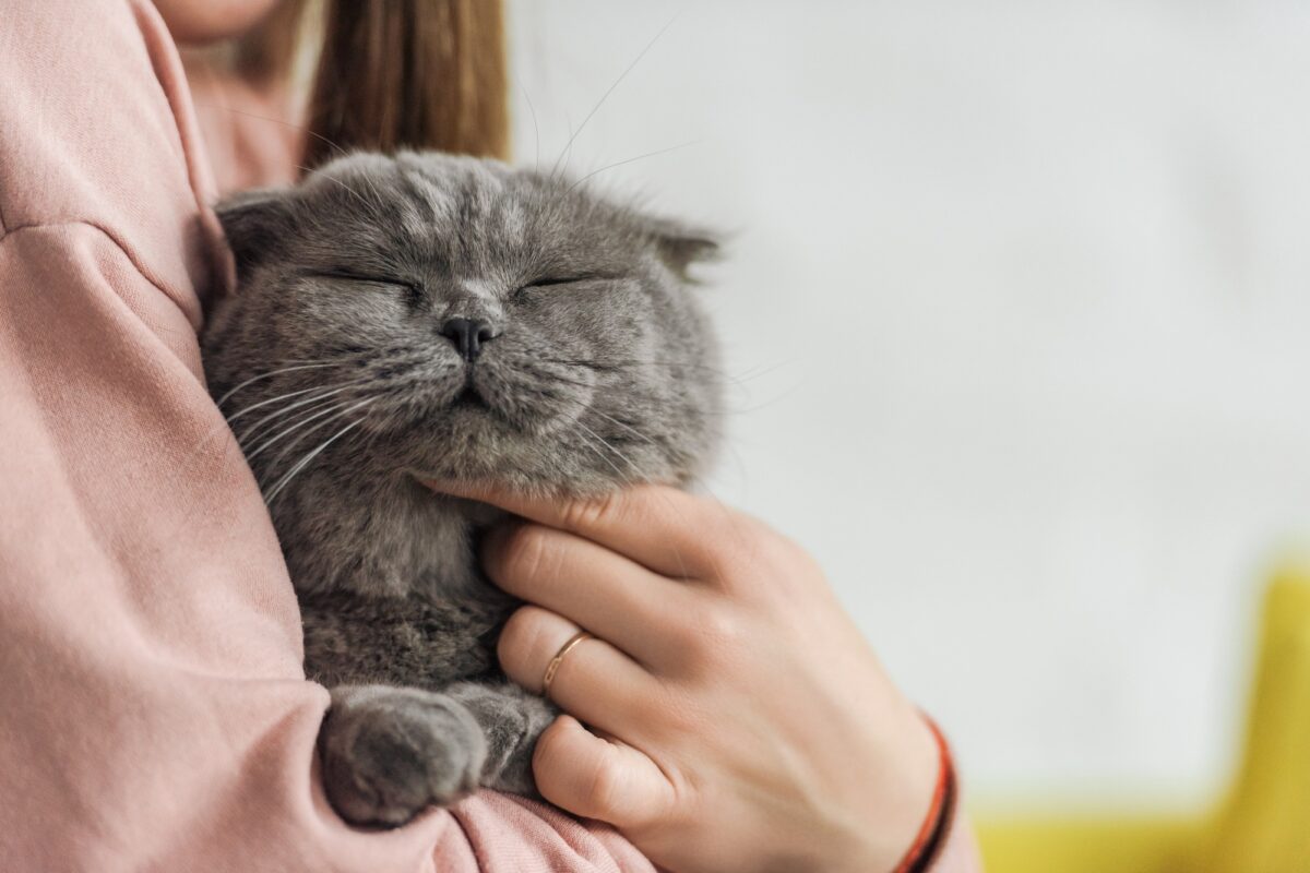 Chat heureux