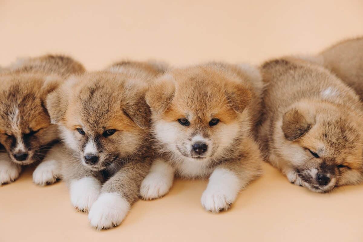 Several Akita Inu puppies are sitting nearby, many puppies