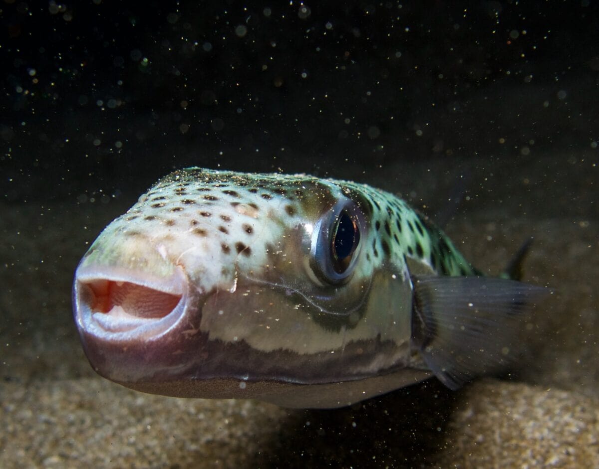 Poisonous and deadly toadfish