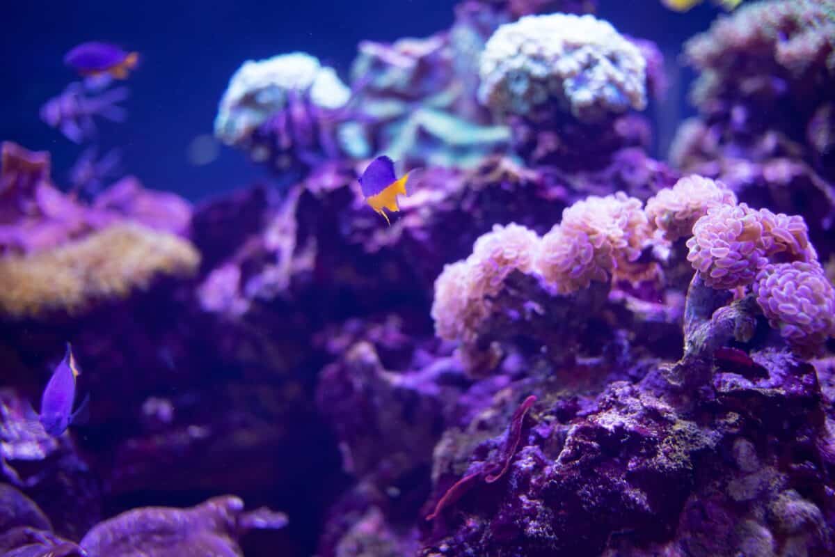 poissons dans un aquarium récifal