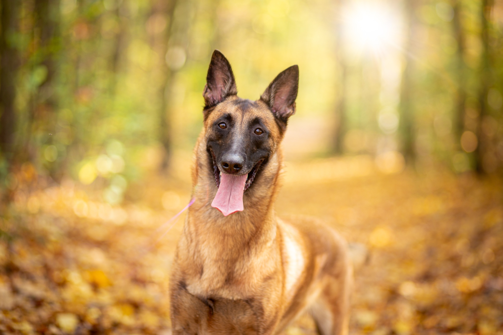 Portrait d'un berger belge