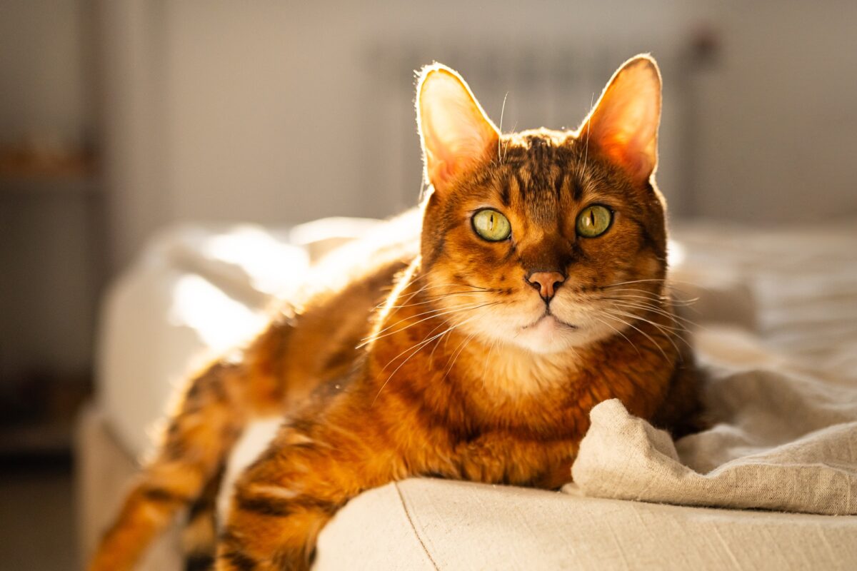 Portrait d'un chat domestique roux.