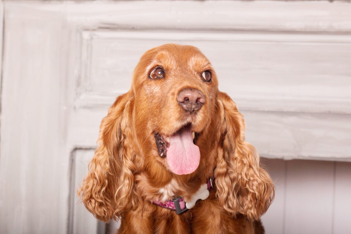 Portrait d'un chien Cocker anglais heureux avec des fleurs