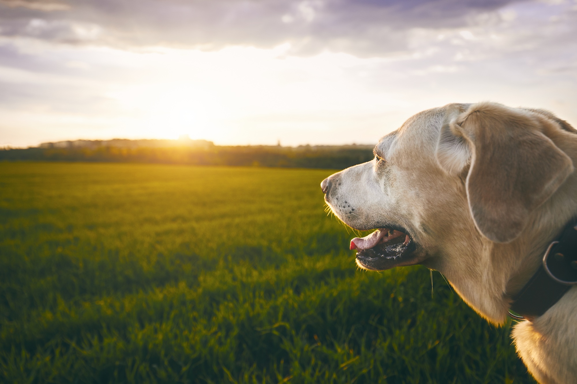 Labrador et coucher de soleil