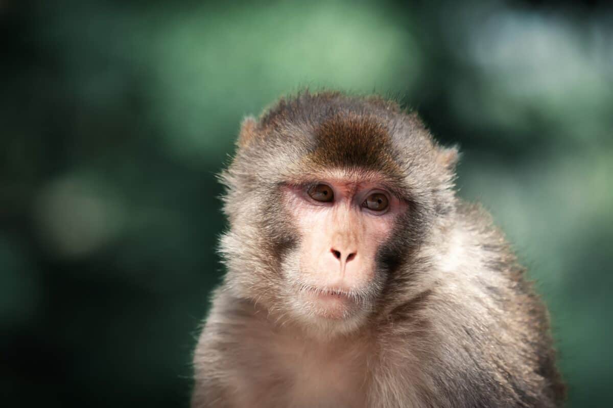 Portrait d'un macaque rhésus