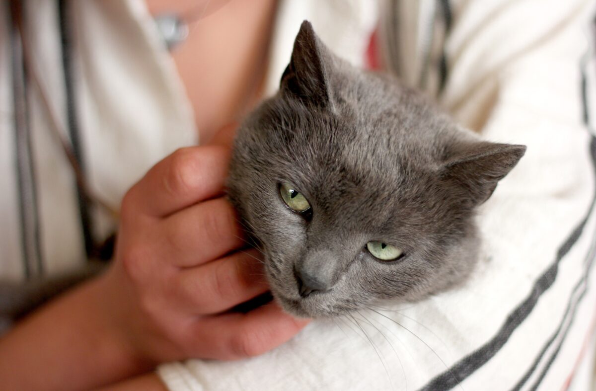 Portrait de chat, un chat entre les mains d'un homme