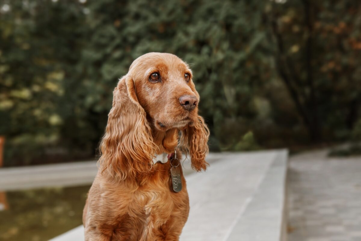 Chien Cocker Spaniel anglais