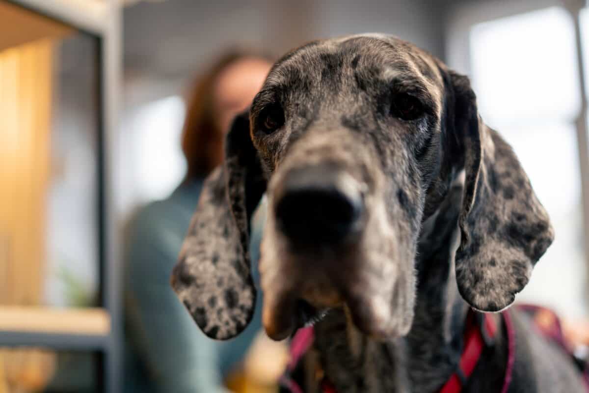 close up portrait of a merle-colored Great Dane dog in a cafe with love for pets