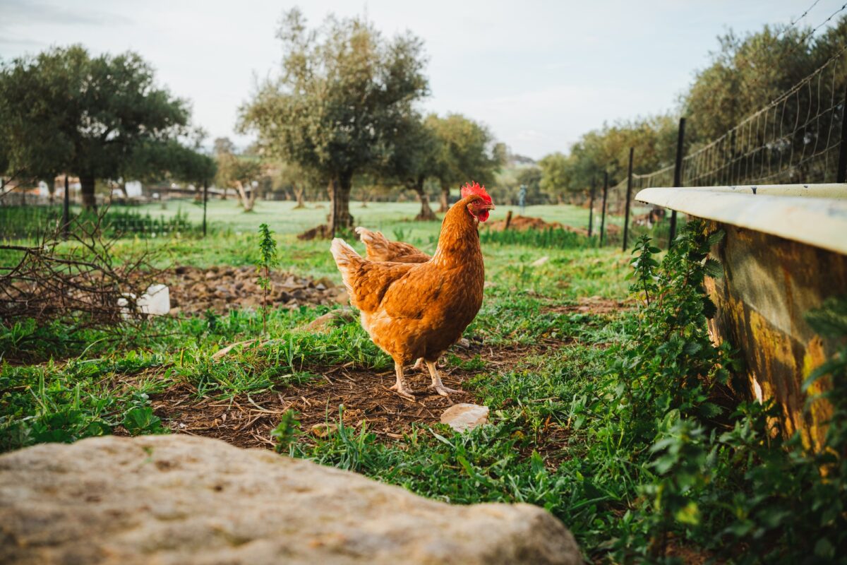 Poule à la campagne