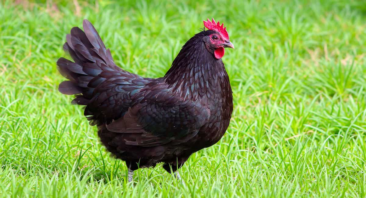 Poule noire de Janzé