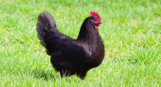 Poule noire de Janzé