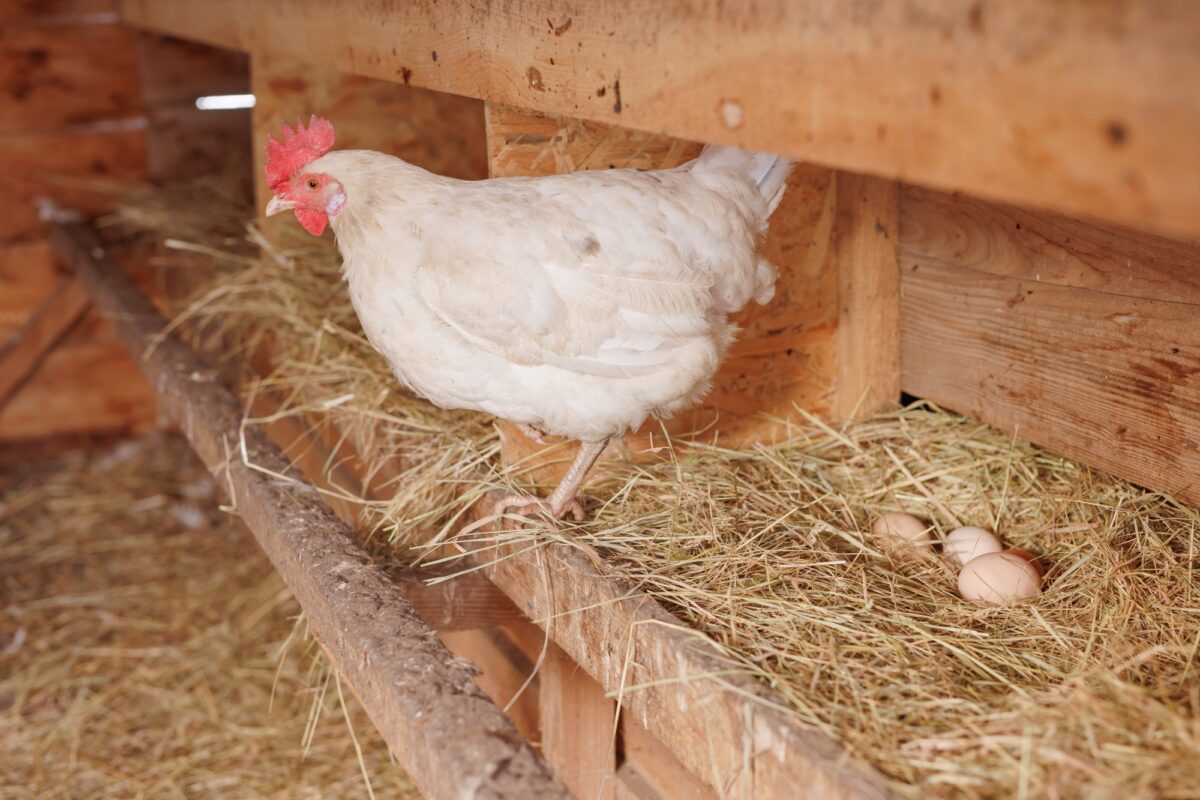 Poule dans le poulailler, oeufs sur nid de paille
