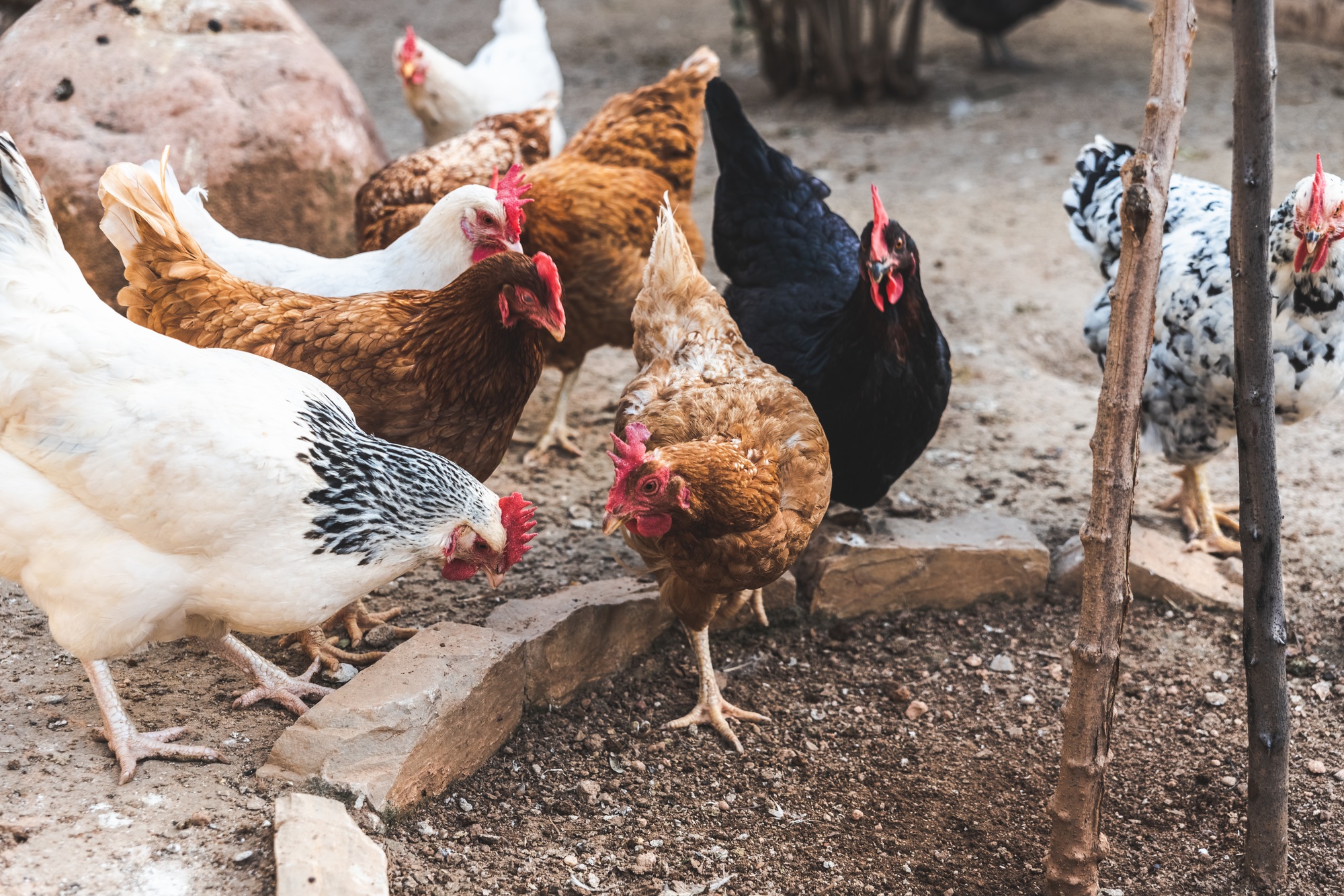 Poules picorant le sol d'une ferme