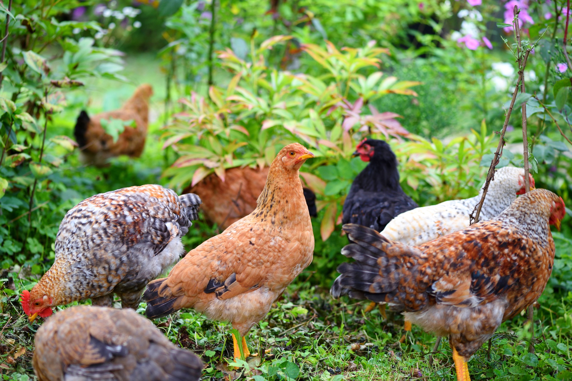 Poulets dans un champ, ferme biologique. Poules en liberté sur une pelouse