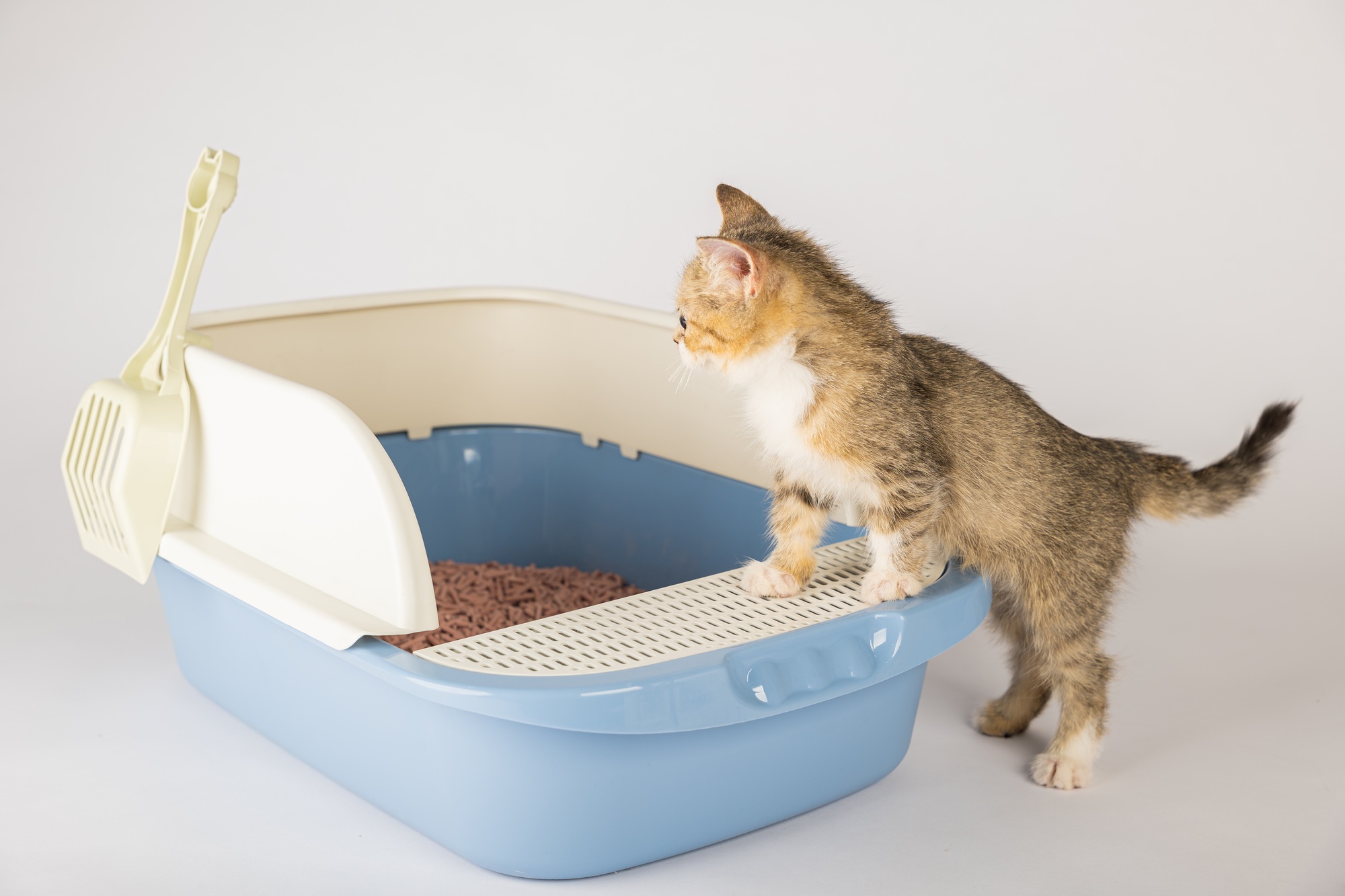 Présenter l'hygiène et les soins des félins en isolant un chat dans un bac à litière en plastique ou un bac à sable.