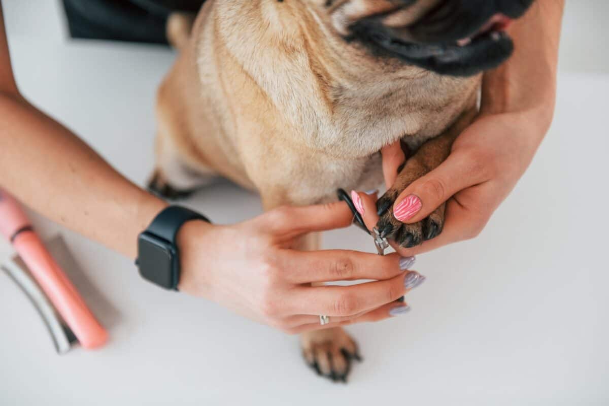 Procedure of cutting the nails. Pug is in the grooming salon with veterinarian