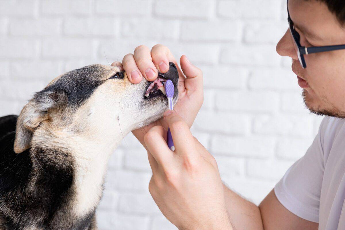 Hygiène dentaire pour chien