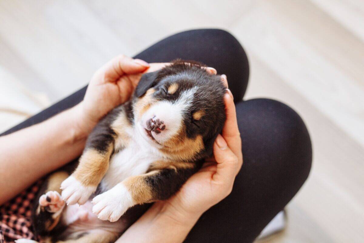 chiot