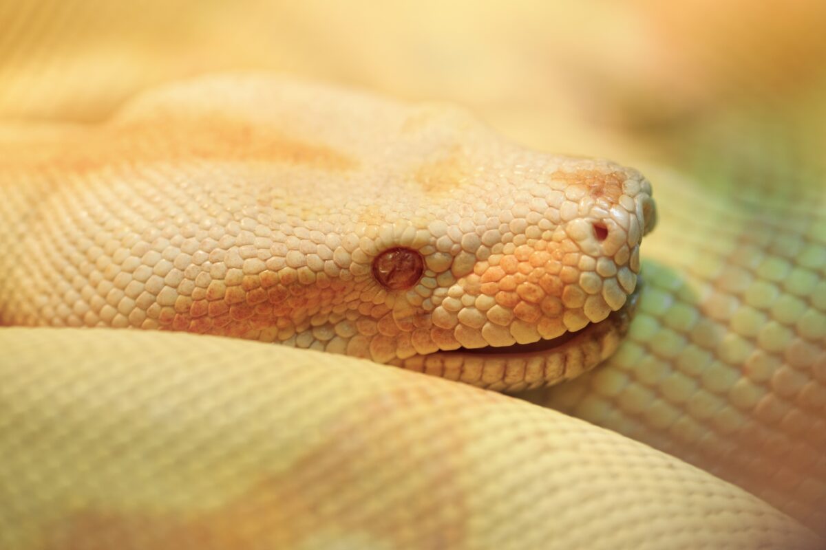 Python indien albinos