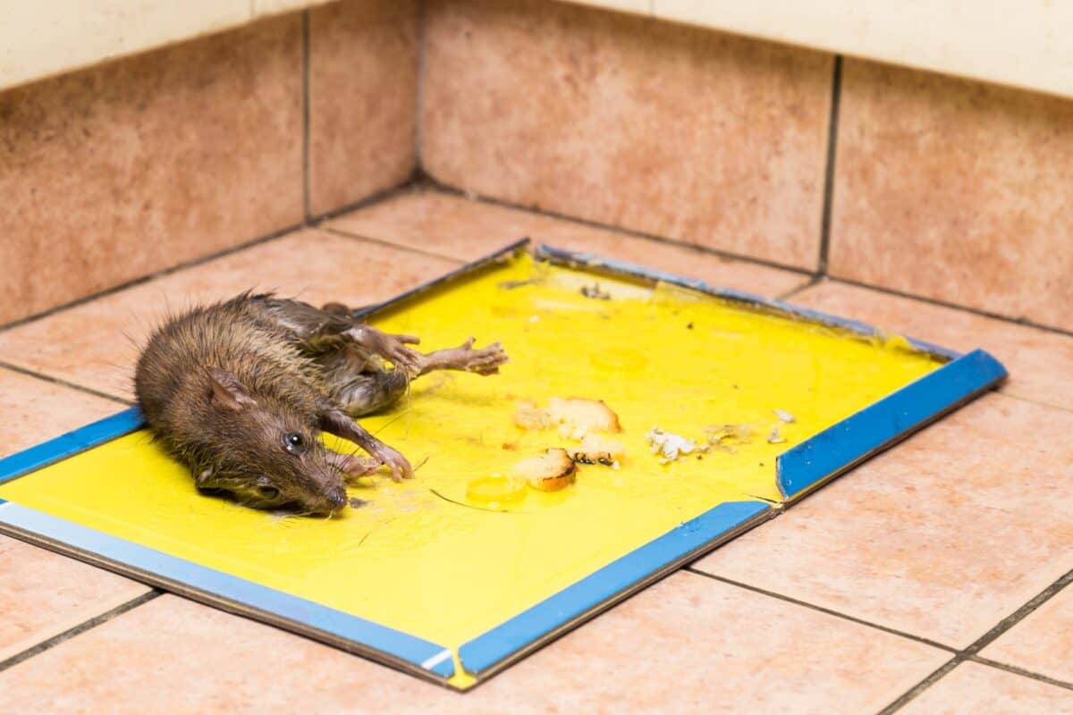 Rat capturé sur un piège à colle jetable sur le sol de la cuisine