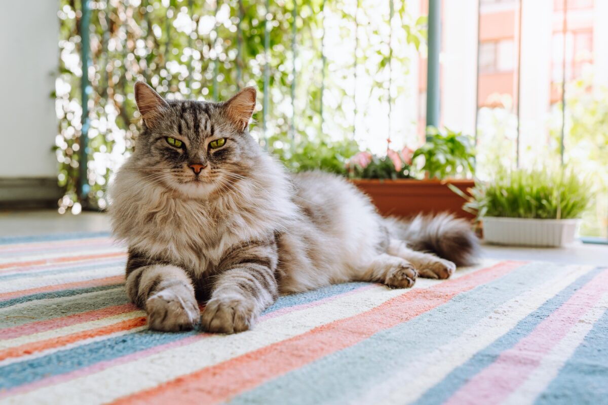 Chat, un prédateur